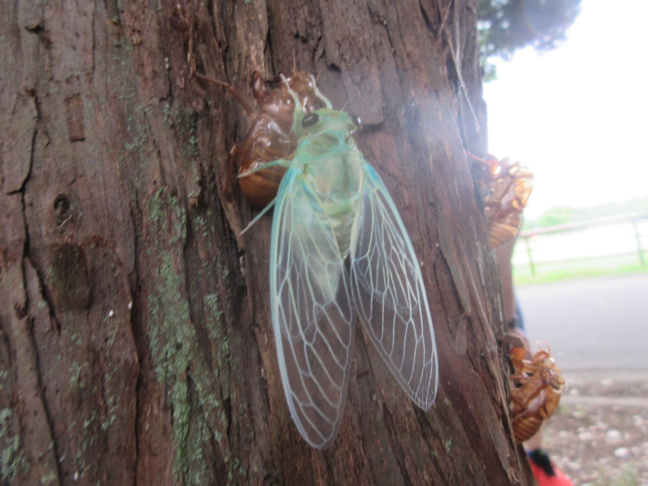 光が丘公園3種類の蝉の羽化ミンミンやカナカナゼミ 11日 Tune108 Blog 光が丘公園3種類の蝉の羽化ミンミンやカナカナゼミ 11日 Tune108 Blog