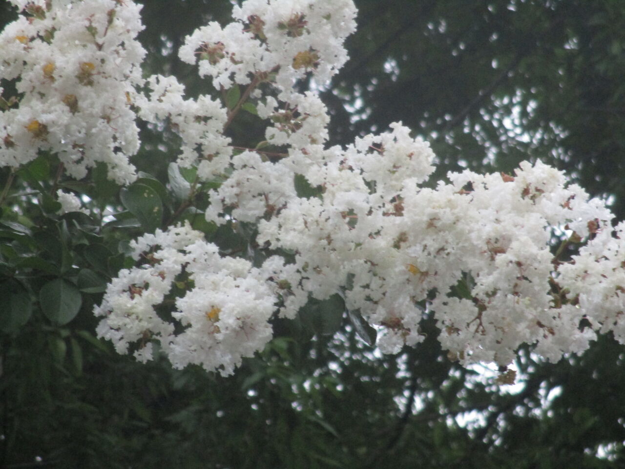 光が丘公園大輪向日葵モミジアオイ赤い花白い百日紅 22日 Tune108 Blog