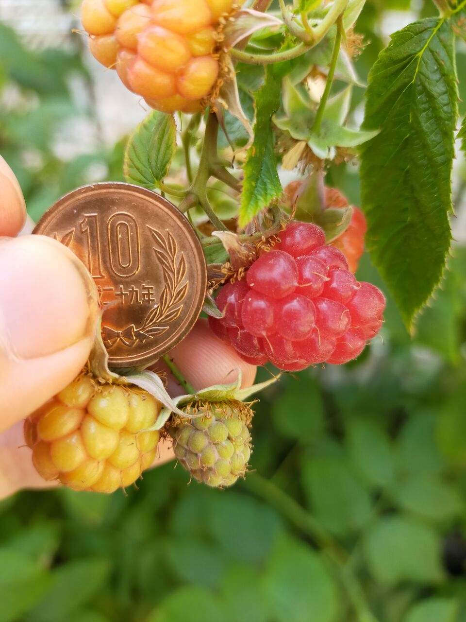 トゥラミーンラズベリー苗②