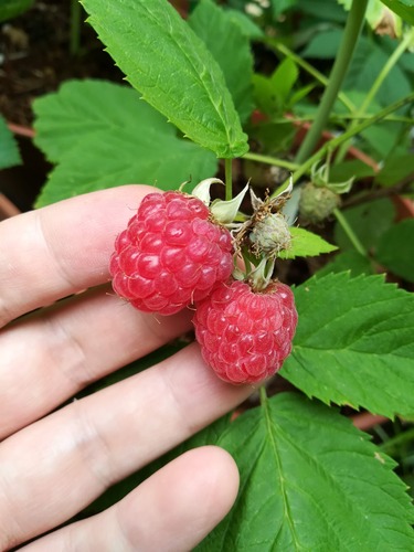 IMG_20190611_095057プロセン