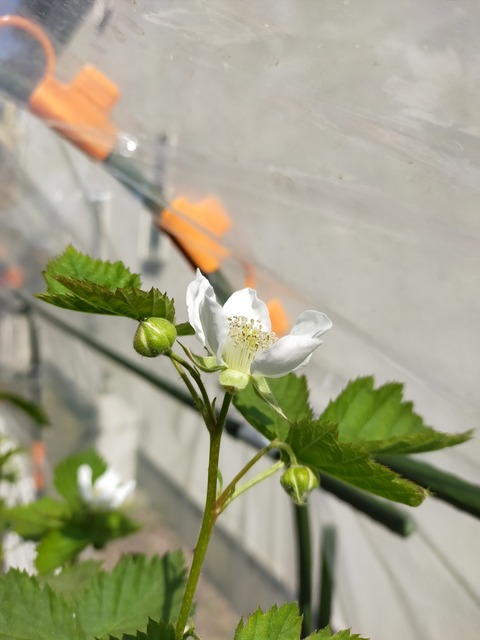 IMG20210412141645ボイセンベリーの花