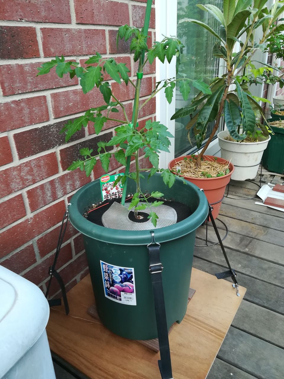 植木鉢 強風対策 今日は風が強いので 転倒防止 果樹ログ 果樹を育てて食べる