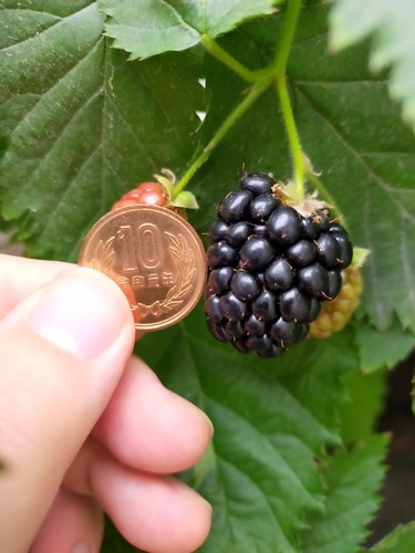 IMG20210616160421トラベラー