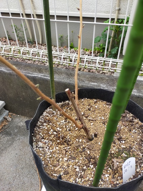 IMG20210312092534