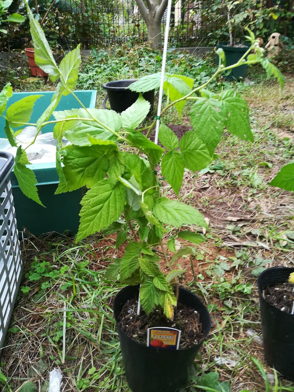 これでできる 果樹ログ流 ラズベリー栽培マニュアル 鉢植え 果樹ログ 果樹を育てて食べる
