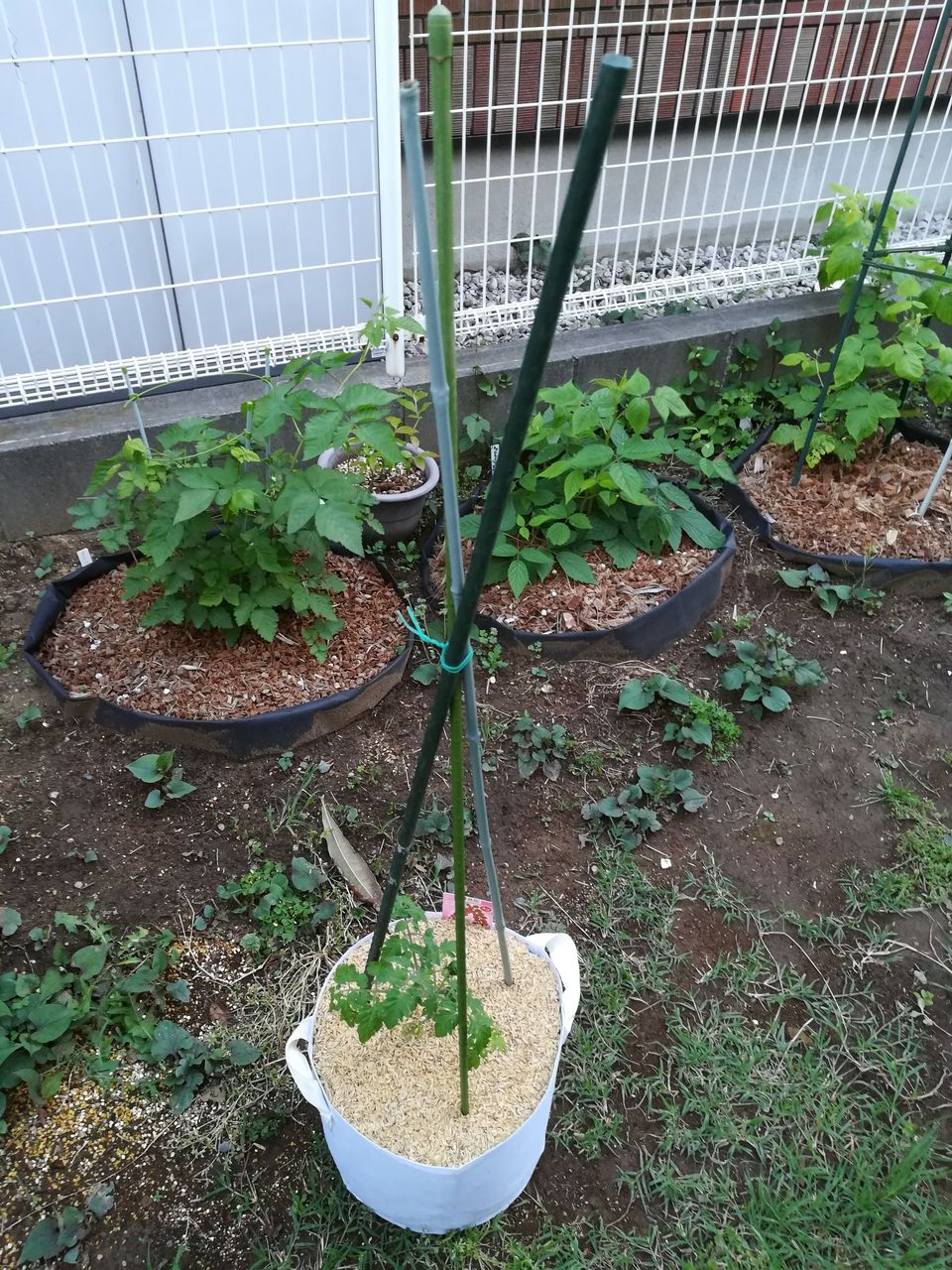 プチぷよ ミニトマトを植えた ミニキャロル 果樹ログ 果樹を育てて食べる プチぷよ ミニトマトを植えた ミニキャロル 果樹ログ 果樹を育てて食べる