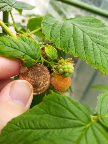 IMG20210520161416ジョイゴールド