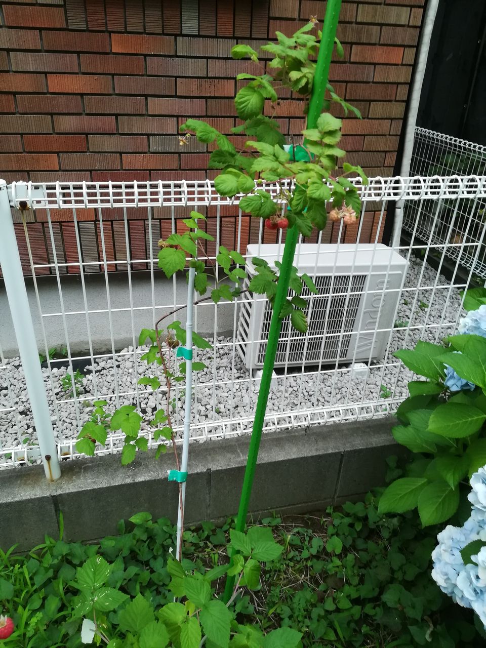 果樹レビュー グレンアンプル ラズベリー 総評bランク 果樹ログ 果樹を育てて食べる