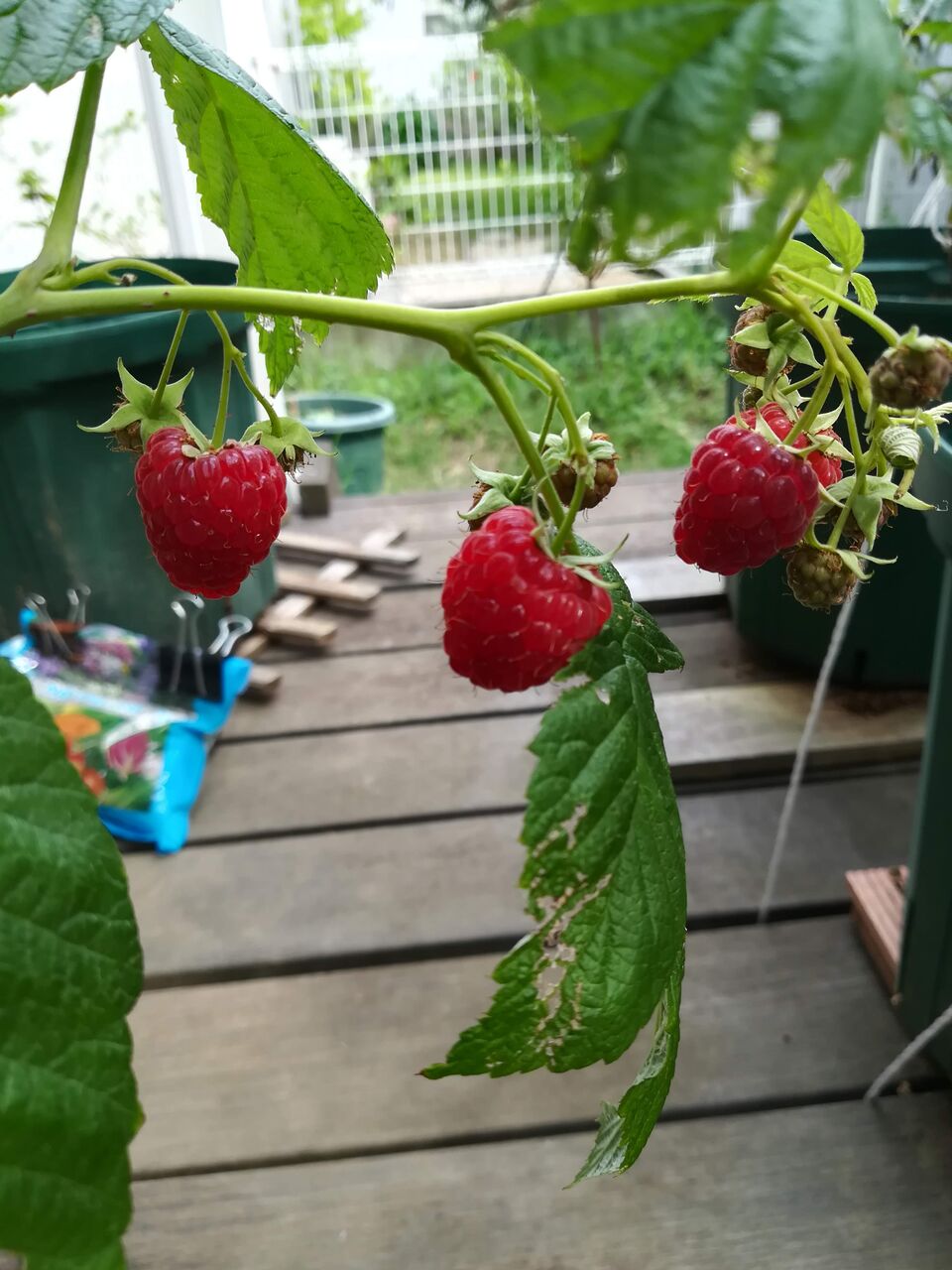 【果樹レビュー】ポラナ／Polana(ラズベリー／Raspberry)【総評Cランク】 : 果樹ログ～果樹を育てて食べる～