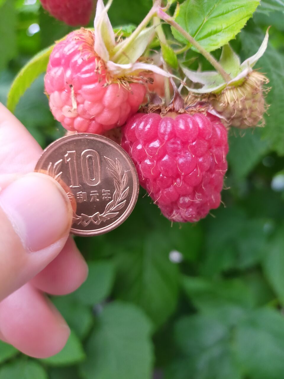 ラズベリー コーホー coho 苗 コーホー coho ラズベリー苗 レア 果樹