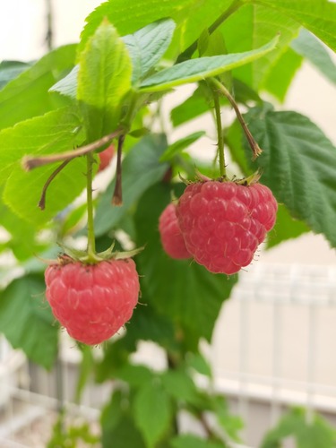 IMG20230614164259なんた