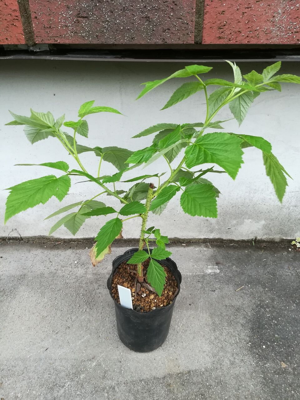 ラズベリー ラズベリー苗 トゥラミーン チュラミーン