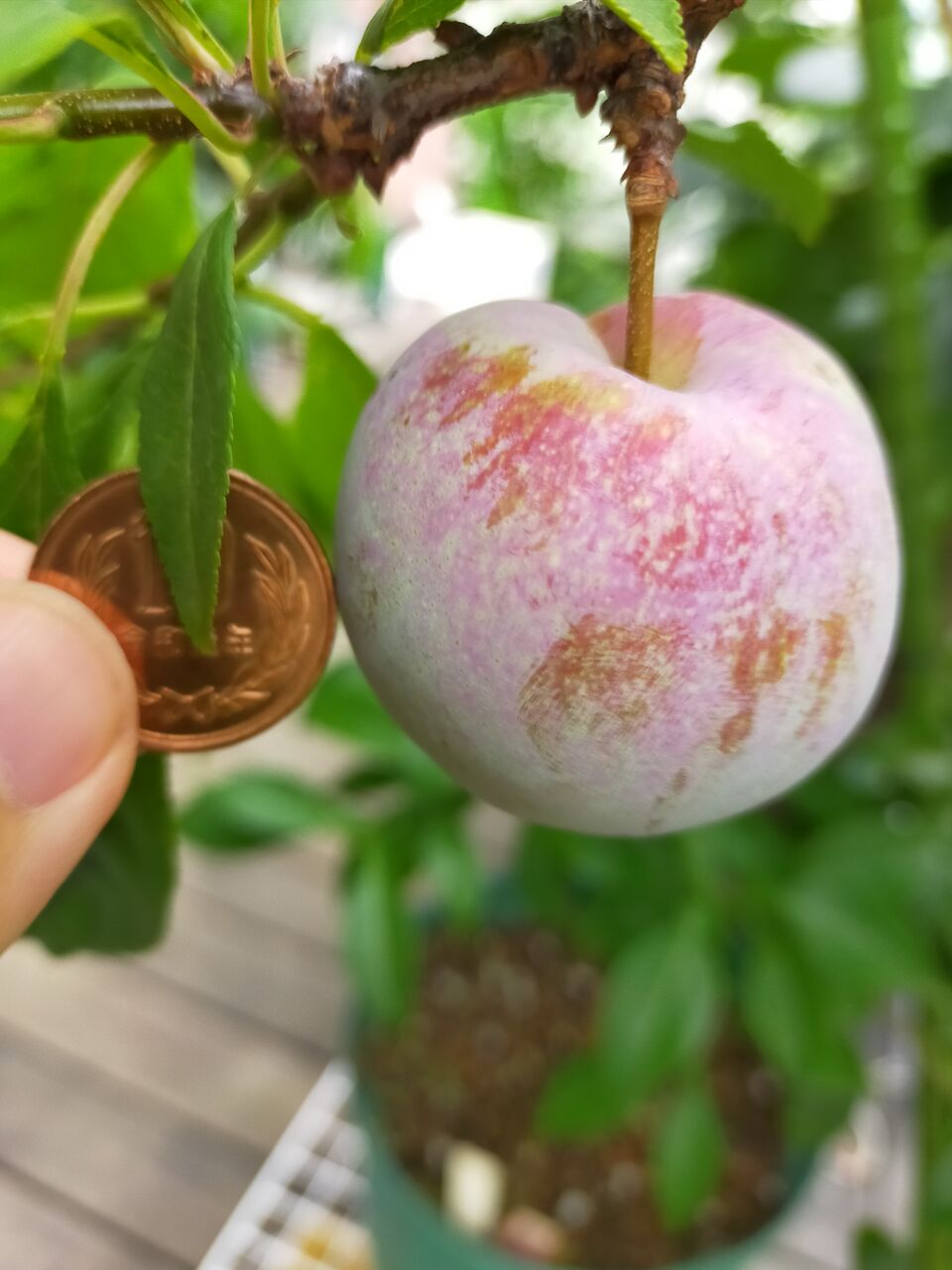 彩の姫 スモモ とソルダム スモモ を収穫 果樹ログ 果樹を育てて食べる