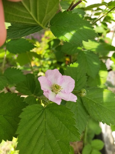 IMG20210412141952オセージの花