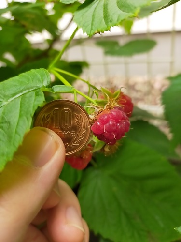 IMG20210528085507マリングデュライト