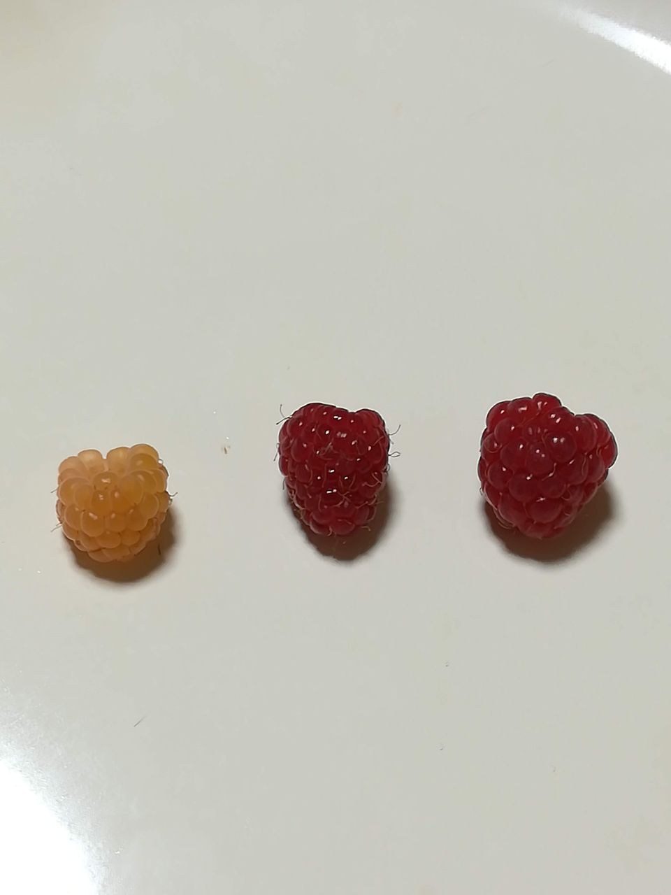 果樹レビュー ジョイゴールド ラズベリー 総評bランク 果樹ログ 果樹を育てて食べる 果樹レビュー ジョイゴールド ラズベリー 総評bランク 果樹ログ 果樹を育てて食べる