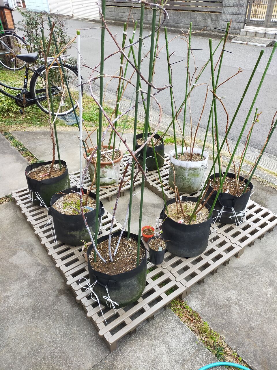 植木鉢 強風対策 今日は風が強いので 転倒防止 果樹ログ 果樹を育てて食べる