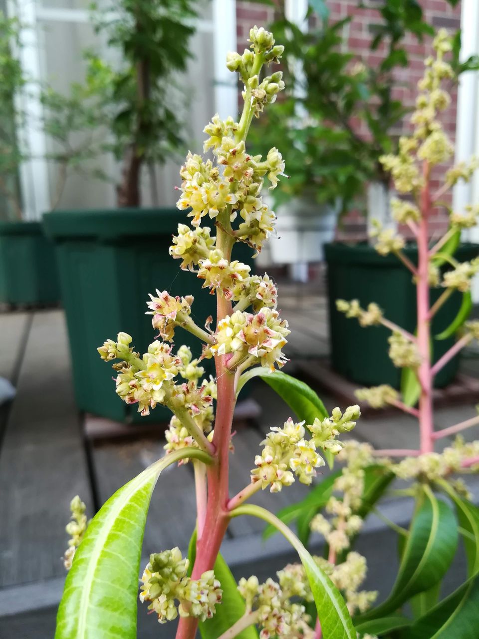 マンゴー キャリー の花が咲いた 果樹ログ 果樹を育てて食べる