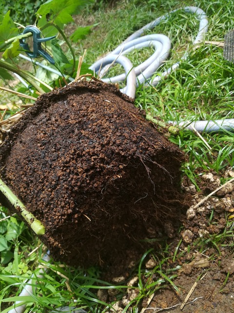 IMG_20180614_125247