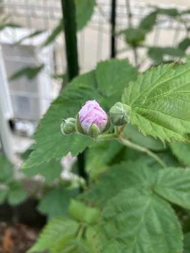 蕾が割れた直後のピンク色の花びらのプライムアークトラベラー