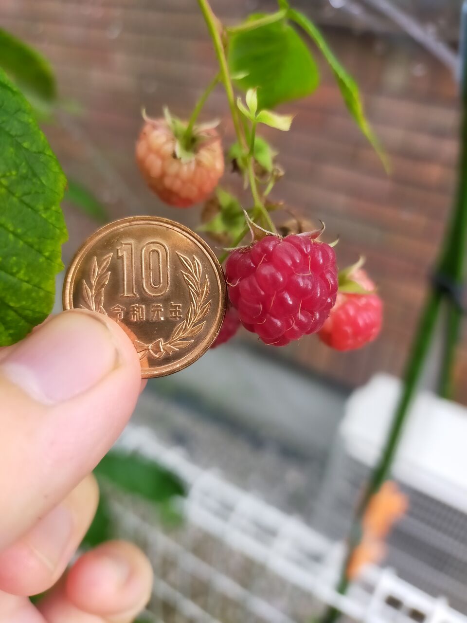 果樹レビュー ヘリテージ ハリテージ 総評cランク 21年版 果樹ログ 果樹を育てて食べる