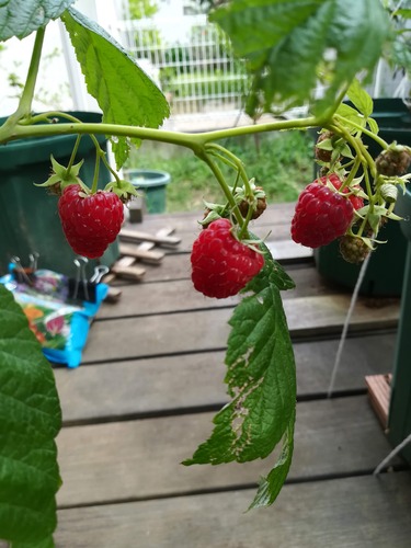 IMG_20190702_142307ポラナ