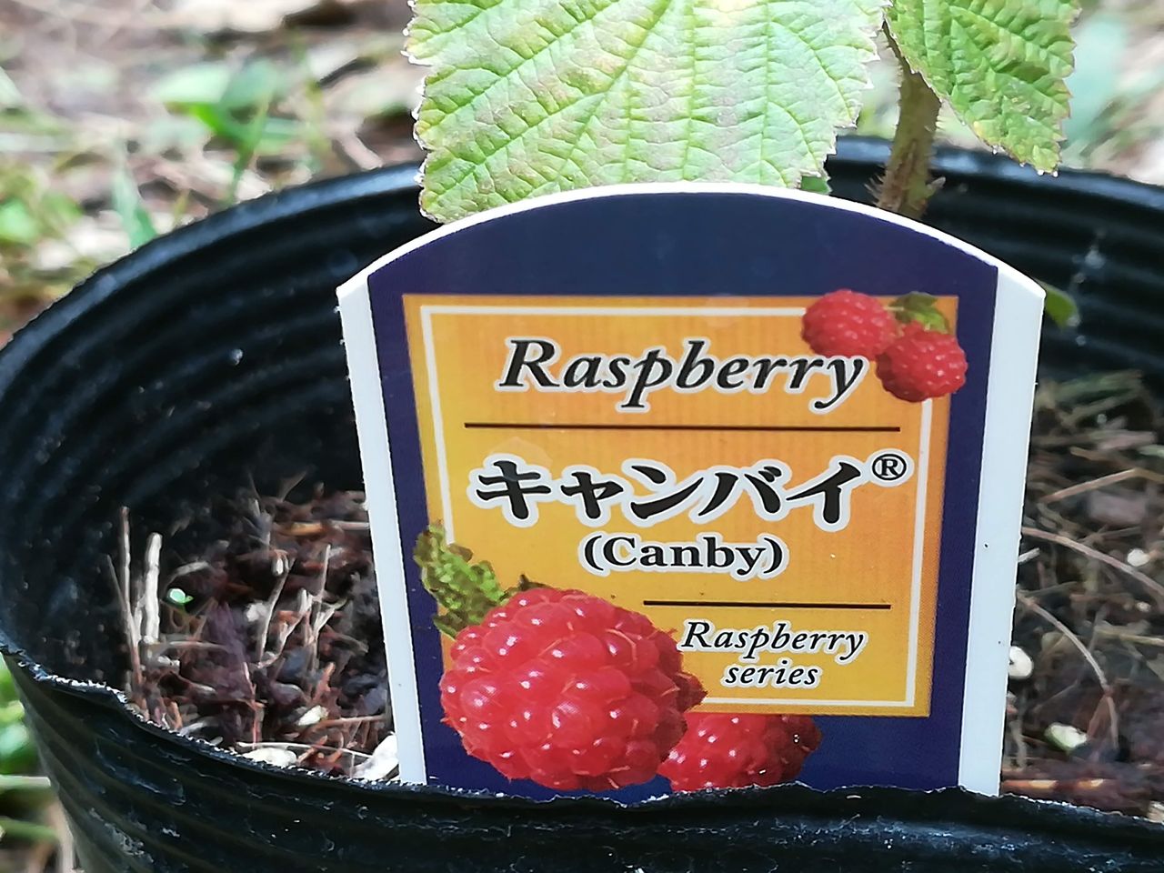 大関ナーセリーからラズベリー(キャンバイ、オータンビリス)の苗が届い