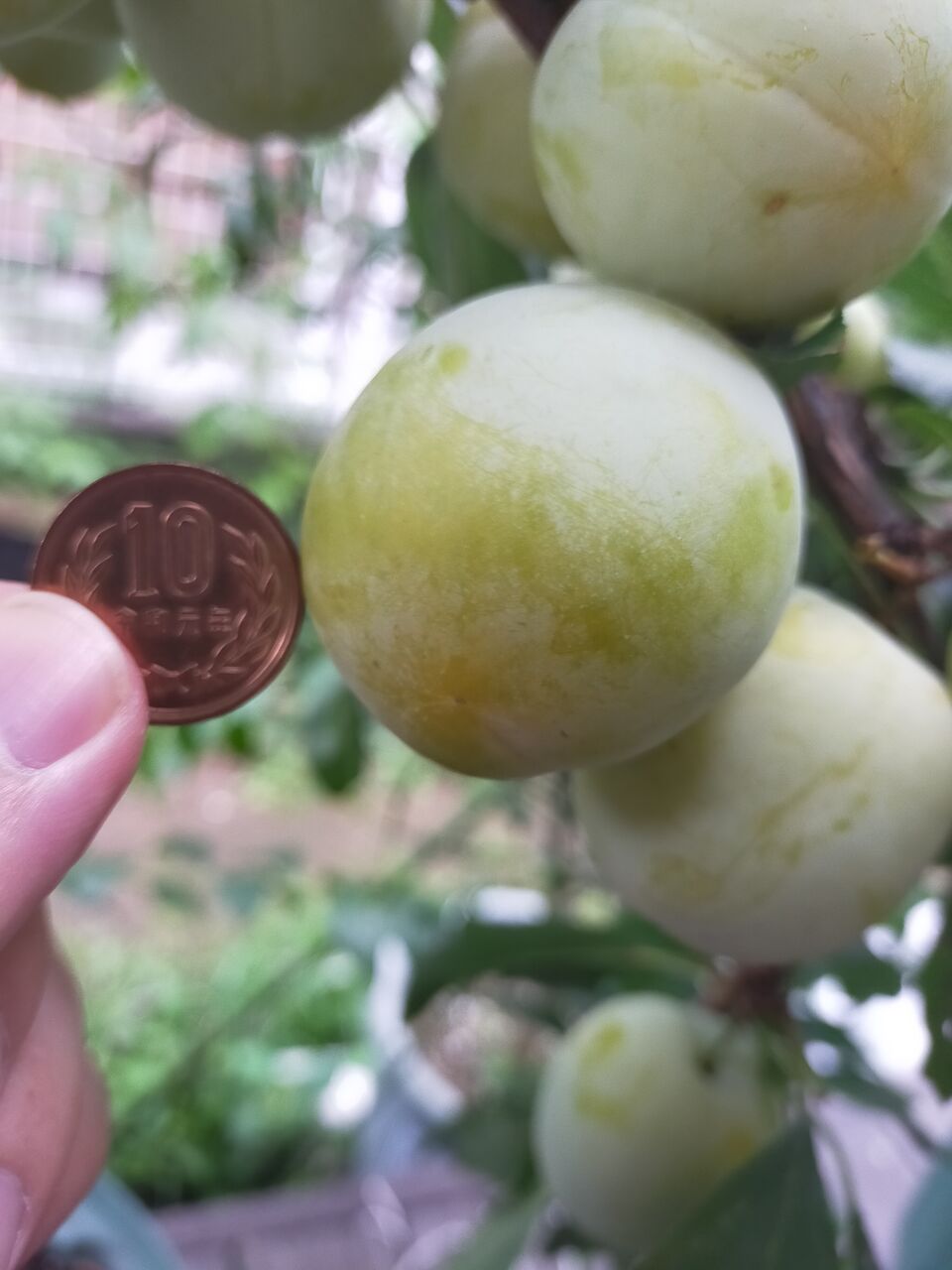 彩の姫 スモモ とソルダム スモモ を収穫 果樹ログ 果樹を育てて食べる