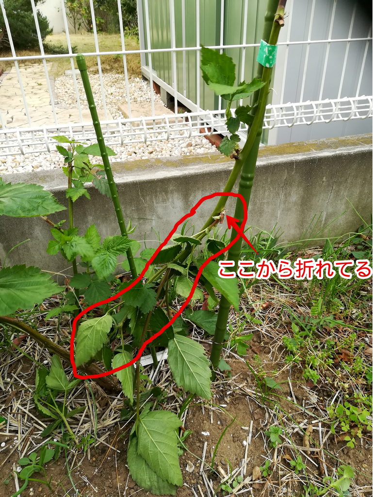 果樹レビュー プライム アーク フリーダム ブラックベリー 総合cランク 果樹ログ 果樹を育てて食べる 果樹レビュー プライム アーク フリーダム ブラックベリー 総合cランク 果樹ログ 果樹を育てて食べる