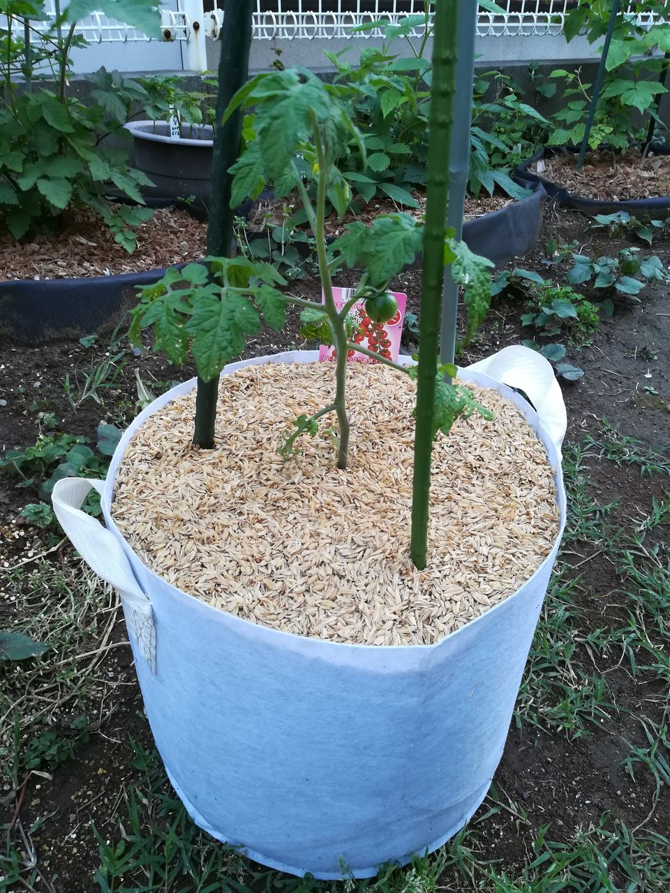 プチぷよ ミニトマトを植えた ミニキャロル 果樹ログ 果樹を育てて食べる プチぷよ ミニトマトを植えた ミニキャロル 果樹ログ 果樹を育てて食べる