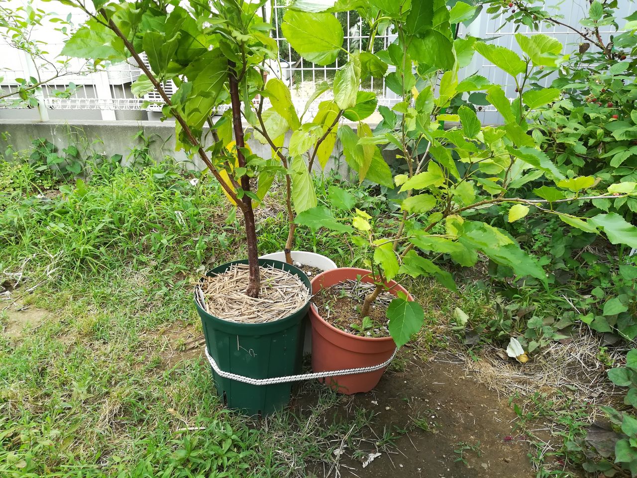 植木鉢 強風対策 今日は風が強いので 転倒防止 果樹ログ 果樹を育てて食べる