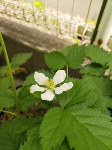 IMG20210416141504トラベラー