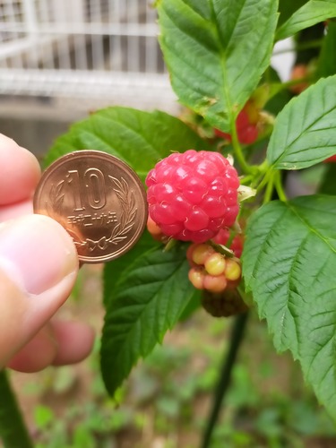 IMG20210515070502ビンテージ