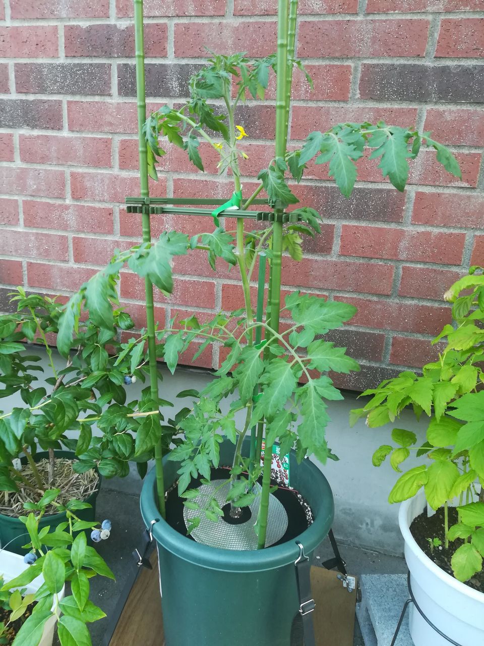ミニトマト トマト大王 が長雨で病気に 果樹ログ 果樹を育てて食べる