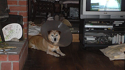 053230e8.jpg