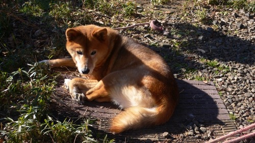 2013-01-05 16:36:18 写真6