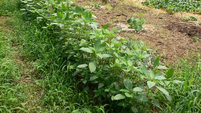 293600c2.jpg