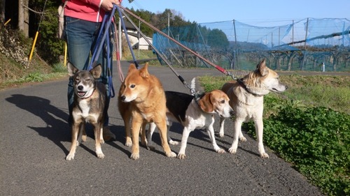 2013-03-24 20:59:49 写真8