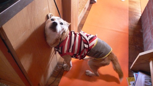 2013-01-05 16:36:18 写真10