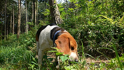 44551f15.jpg