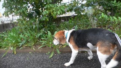P1290050_resize1