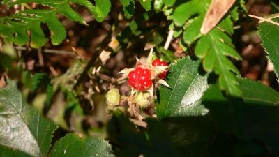 P1230998_resize1