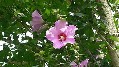 4e129b8a.jpg