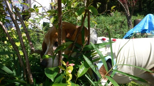 2012-09-18 09:59:05 写真4
