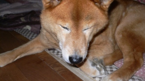 2013-04-24 17:20:26 写真3
