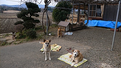 6d7383dc.jpg