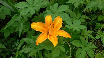 74f786cd.jpg