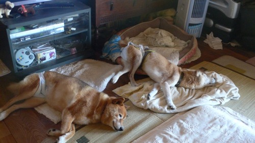 2012-09-18 09:59:05 写真5
