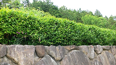 b4a06036.jpg