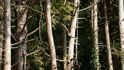 c409177e.jpg